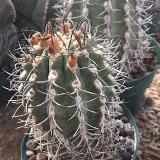 Neoporteria clavata cactus shown in pot