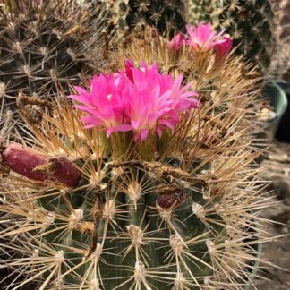Neoporteria coimasensis cactus shown flowering