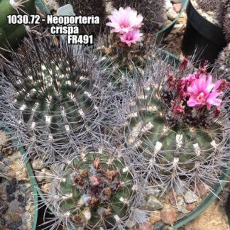 Neoporteria crispa cactus shown flowering