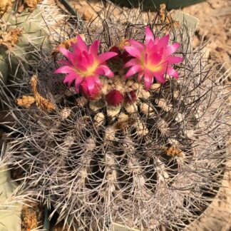 Neoporteria gerocephala cactus shown flowering