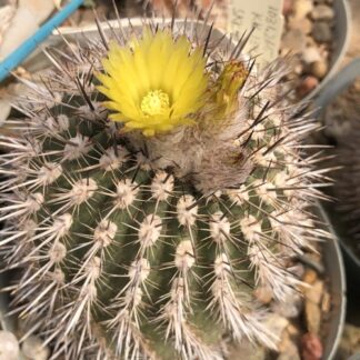 Neoporteria islayensis cactus shown flowering