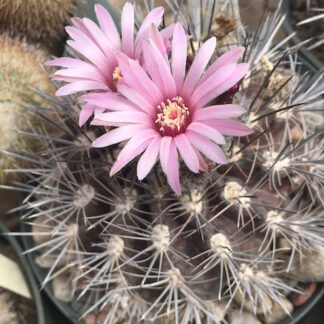Neoporteria jussieui cactus shown flowering
