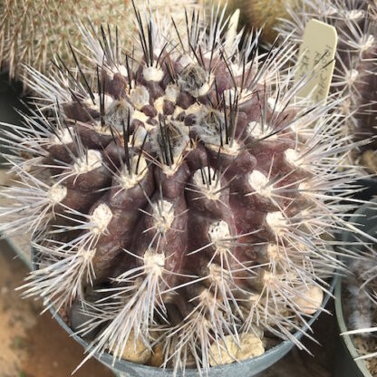 Neoporteria jussieui cactus shown in pot