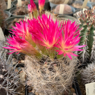 Neoporteria nidus cactus shown flowering
