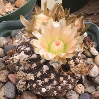 Neoporteria reichei cactus shown flowering