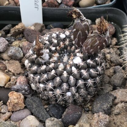 Neoporteria reichei cactus shown in pot