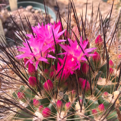 Neoporteria wagenknechtii cactus shown flowering