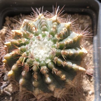 Notocactus 'Parodia' roseoluteus cactus shown flowering