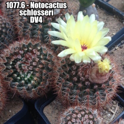 Notocactus 'Parodia' schlosseri cactus shown in pot