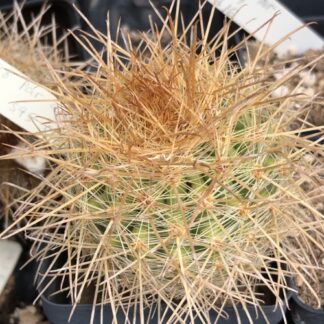 Parodia aureicentra cactus shown in pot