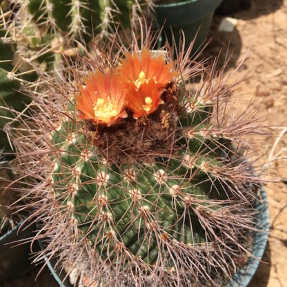 Parodia culpinensis cactus shown flowering
