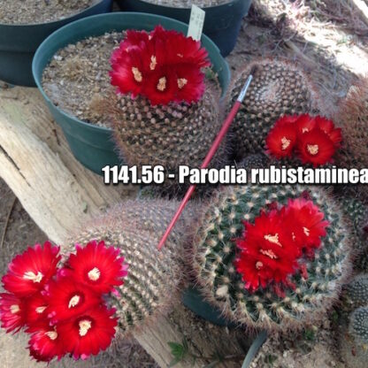 Parodia rubistaminea cactus shown flowering