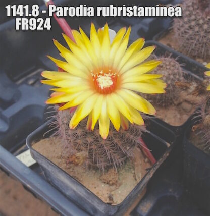 Parodia rubristaminea cactus shown flowering