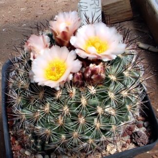 Pediocactus simpsonii cactus shown flowering