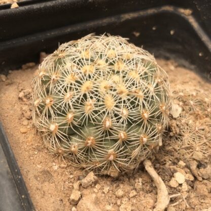 Pediocactus simpsonii cactus shown in pot