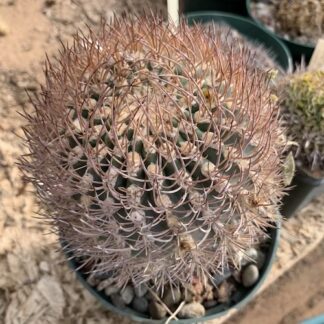 Pyrrhocactus bulbocalyx cactus shown flowering