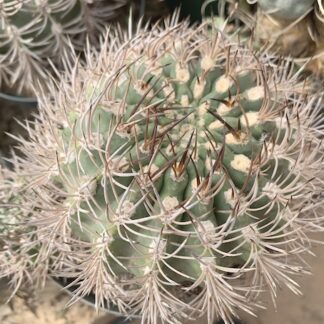 Pyrrhocactus bulbocalyx cactus shown in pot