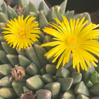 Rabiea albipuncta mesemb shown flowering