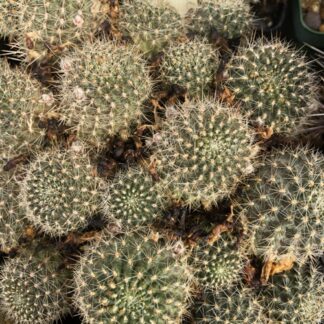 Rebutia canaletas cactus shown in pot