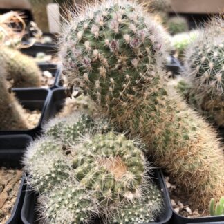 Rebutia fiebrigii cactus shown in pot