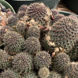 Rebutia fulviseta cactus shown flowering
