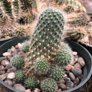 Rebutia kupperiana cactus shown flowering