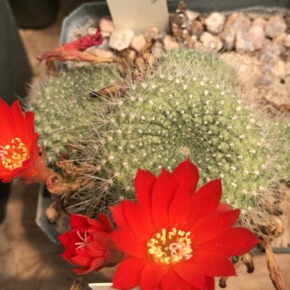 Rebutia senilis cactus shown in pot