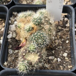 Rebutia sp cactus shown in pot