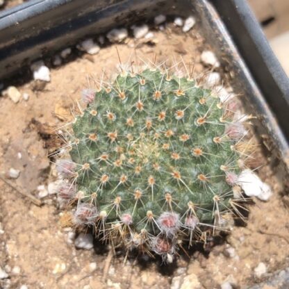 Rebutia tarijensis cactus shown in pot