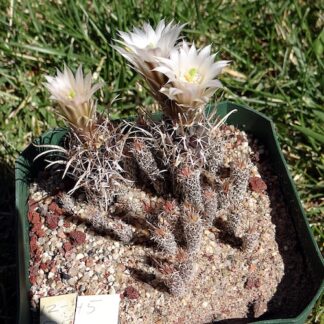 Sclerocactus 'Toumeya' papyracantha cactus shown in pot