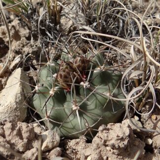 Sclerocactus glaucus cactus shown in pot