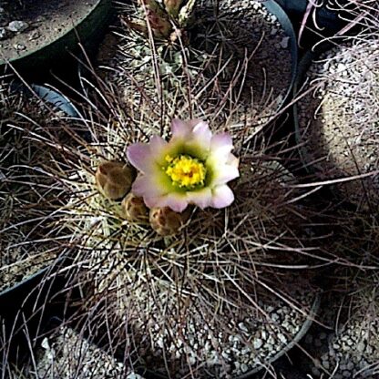 Sclerocactus parviflorus cactus shown in pot