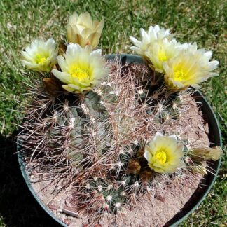 Sclerocactus parviflorus cactus shown flowering