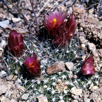 Sclerocactus pubispinus cactus shown flowering
