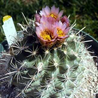 Sclerocactus wrightiae cactus shown flowering