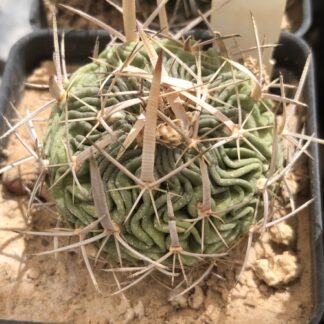 Stenocactus phyllacanthus cactus shown in pot