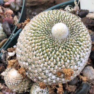 Sulcorebutia arenacea cactus shown flowering