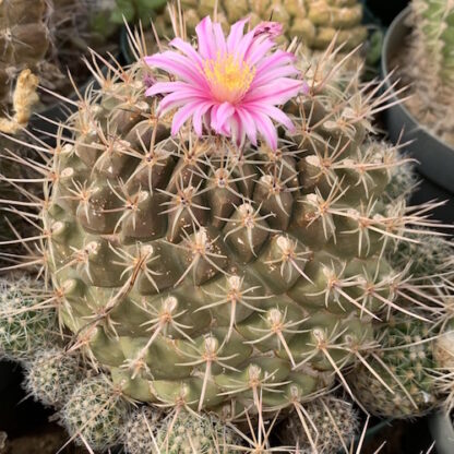 Thelocactus conothele cactus shown in pot