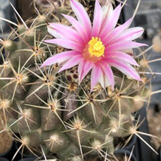 Thelocactus conothele cactus shown flowering