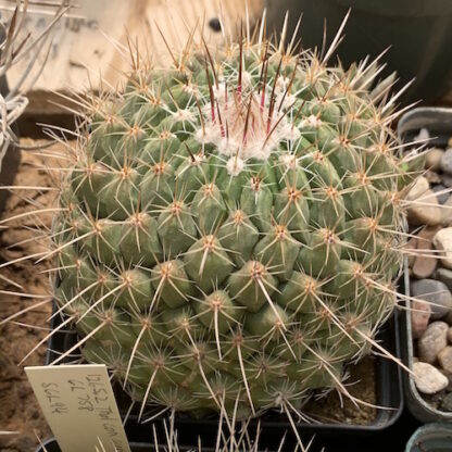 Thelocactus conothelos cactus shown in pot