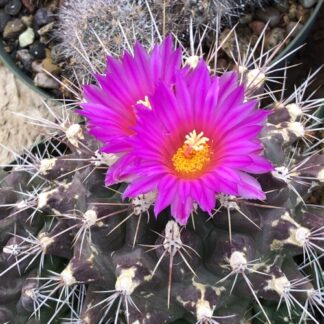 Thelocactus matudae cactus shown flowering