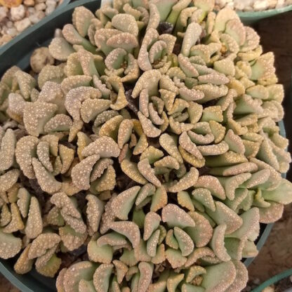 Titanopsis calcarea mesemb shown in pot