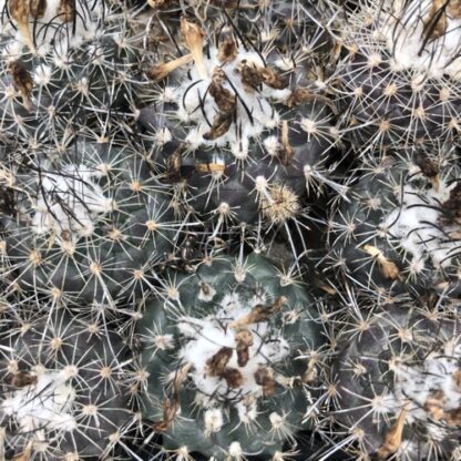 Turbinicarpus X roseiflorus cactus shown in pot