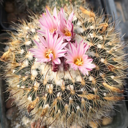 Turbinicarpus saueri cactus shown flowering