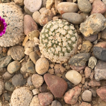 Turbinicarpus valdezianus cactus shown in pot