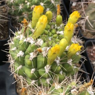 Weingartia neocumingii cactus shown in pot
