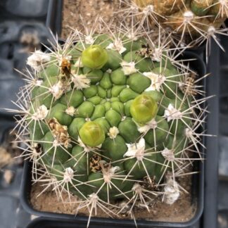 Weingartia platygona cactus shown in pot
