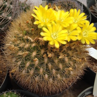 Weingartia saipinensis cactus shown flowering
