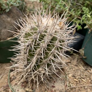 Copiapoa marginata cactus shown flowering