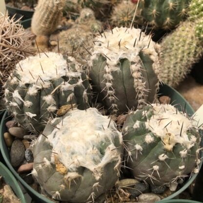 Copiapoa mollicula cactus shown in pot